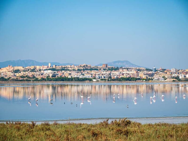 Cagliari: EcoSafari Flamingos Tour in Molentargius Park - Value for Money and Booking Flexibility