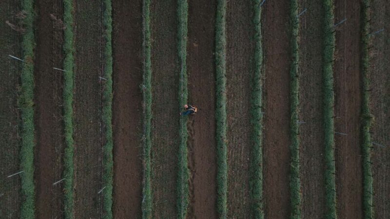 Cagliari - Guided tour of the vineyard and winery with tasting of 5 wines - Cagliaris Authentic Wine Experience at Tenute Maestrale