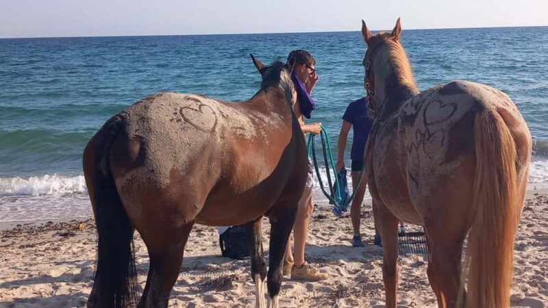 Cagliari: horseback riding with sunrise dive - Key Points