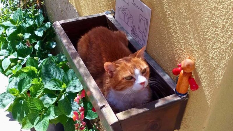 Cagliari: Italian lesson in the Villanova neighbourhood - Exploring Cagliari’s Villanova District on Foot