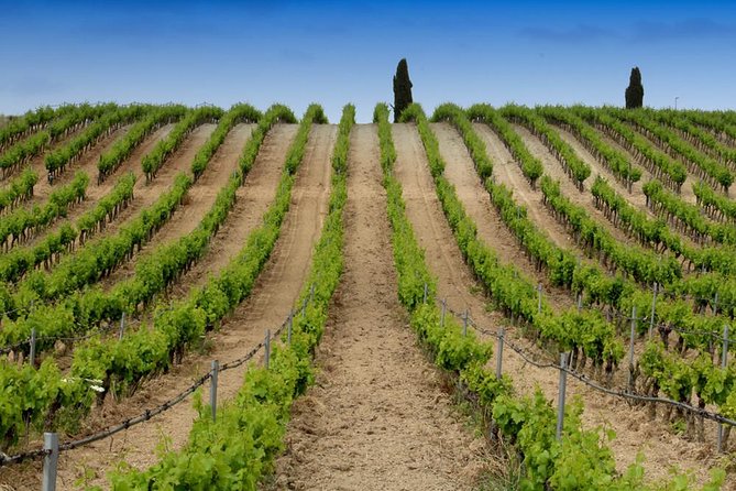 Cagliari Private Shore Excursion: Wine and Cheese Tasting - Key Points