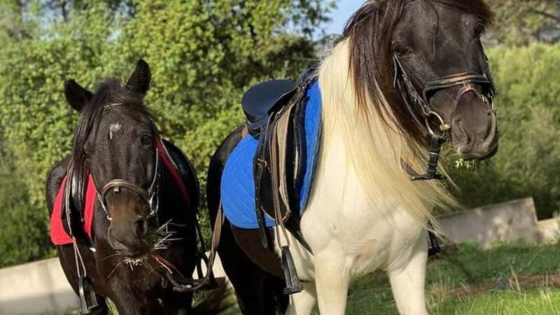 Cagliari: visit the animals of a farm - Introduction to the Farm Animals: Donkeys, Goats, and More