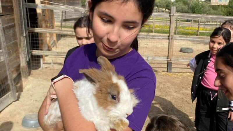 Cagliari: visit the animals of a farm - Collecting Eggs and Observing Animal Habitats