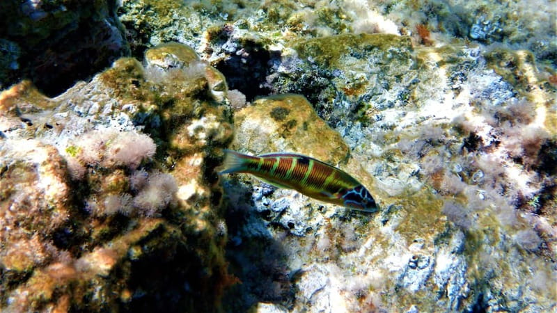 Cala Codolar: Sea & Caves Kayaking Tour with Snorkeling - Relax with Food, Fruit, and Cava