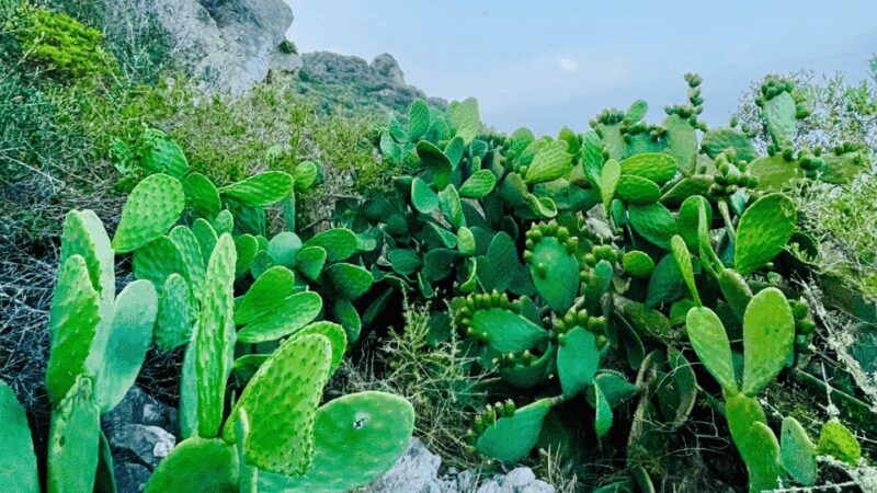 Cala Millor: "Cavemen", cave on a mountain,fun game and hike - The Experience from Reviews and Practical Insights