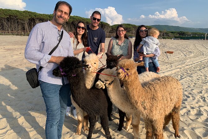 Calabrian Alpacas Sunset Beach Experiences Pizzo VV AlpacSelfies - The Scenic Coastal Route and Beach Interaction
