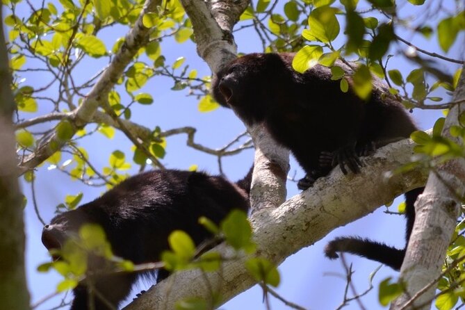 Calakmul, Ancient Maya City from Bacalar or Chetumal - Expert Guides and Their Engaging Narration