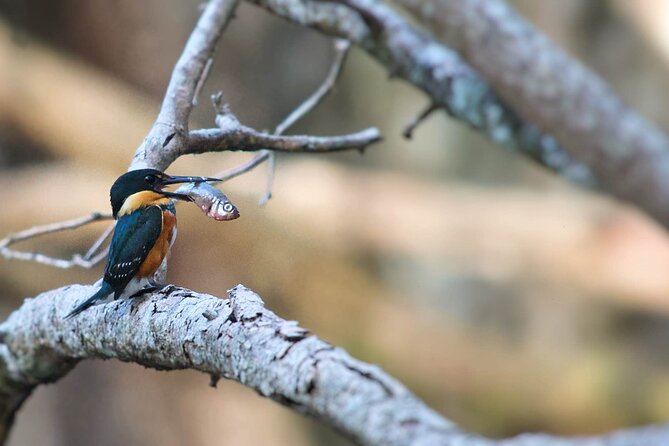 Calakmul, Ancient Maya City from Bacalar or Chetumal - Physical Requirements and Accessibility