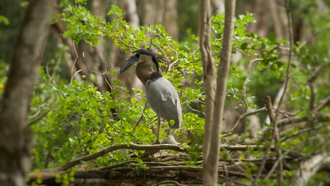 Calakmul Ancient Maya City Tour - From Campeche - Lunch and Refreshments