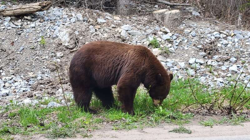 Calgary: 2-Day Banff National Park Highlights Summer Tour - Who Will Love This Tour?