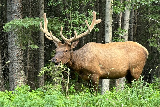 Calgary Airport to Canmore Private Transfer - Key Points