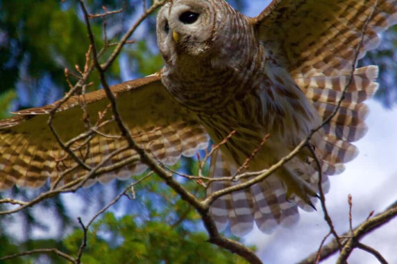 Calgary Alberta: Indigenous Culture and Medicine Wheel Tour - Explore Indigenous Heritage on a 2-Day Journey in Alberta