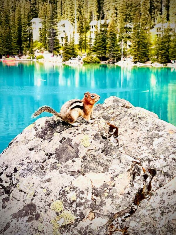 Calgary, Banff: Lake louise , Moraine ,Emerald Lake day Tour - The Experience of the Guide and Group Atmosphere