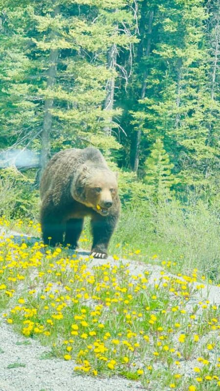 Calgary, Banff: Lake louise , Moraine ,Emerald Lake day Tour - Who Should Book This Tour?