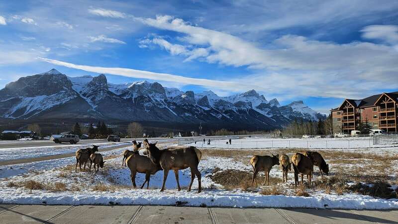 Calgary: Canmore, Banff, Lake Louise - Gondola Included - Tour Duration and Flexibility