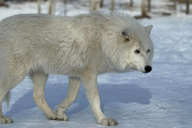 Calgary City Tour and Yamnuska Wolfdog Sanctuary Private Tour - Visiting the Yamnuska Wolfdog Sanctuary Near Cochrane