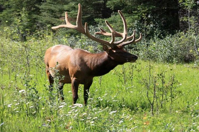 Calgary: Columbia Icefield Adventure, Skywalk and Peyto Lake Tour - Why This Tour Stands Out from Others