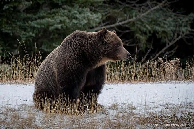 Calgary: Columbia Icefield Adventure, Skywalk and Peyto Lake Tour - Frequently Asked Questions