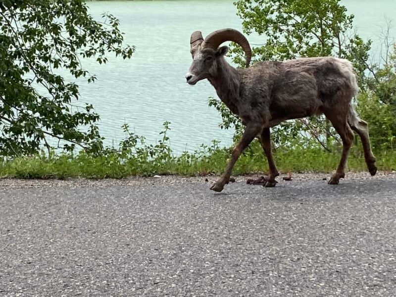 Calgary Shuttle: Lake Louise, Banff & Johnston Canyon Tour - Free Time in Banff Town