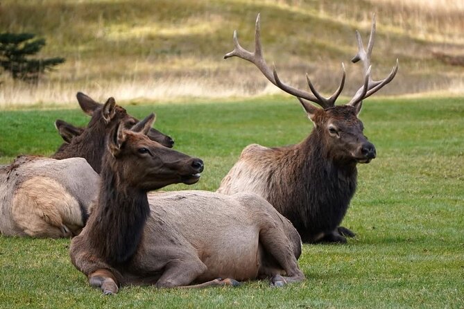 Calgary to Louise, Moraine, Emerald Lake and Johnston Canyon Tour - Discovering Natural Rock Formations at the Natural Bridge