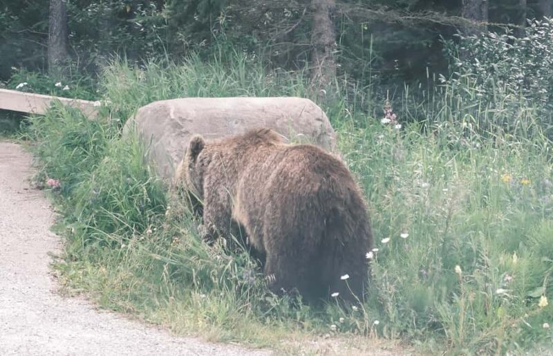 Calgary:Moraine Lake Sunrise & Lake Louise & Wildlife Safari - Direct Access to Moraine Lake Before Sunrise