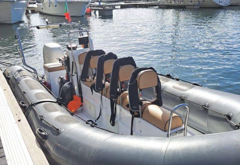 Calheta: Whale & dolphin watching small groups designer tour - What Marine Life Can You Expect to See?