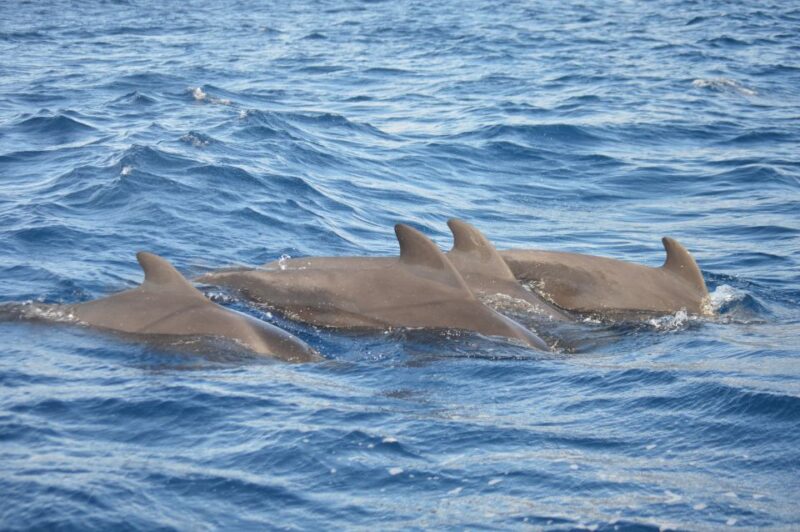 Calheta: Whale & dolphin watching small groups designer tour - Water Activities: Snorkeling and Swimming Opportunities