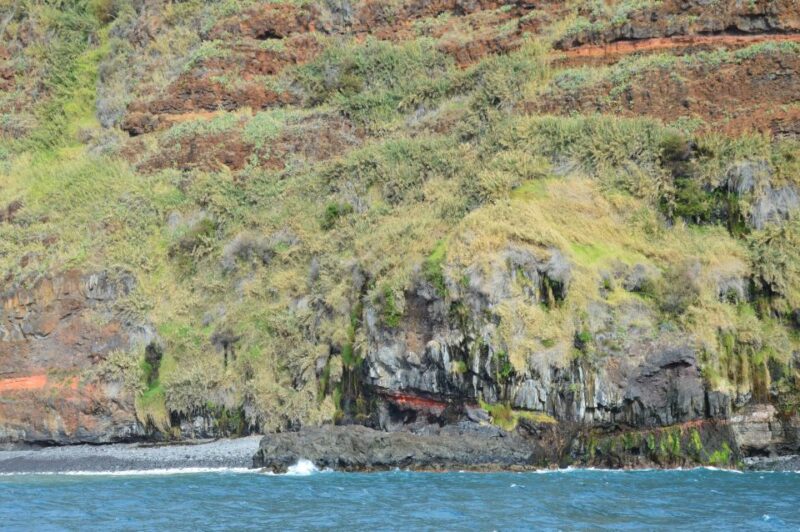 Calheta: Whale & dolphin watching small groups designer tour - Suitability and Practical Tips