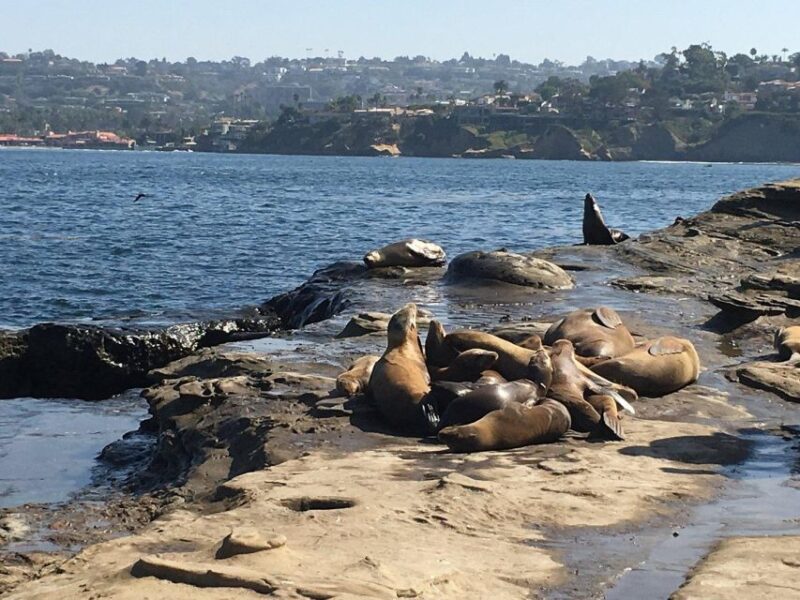 Cali Dreaming Electric Bike Tour of La Jolla & Pacific Beach - Bird Rock: Tidepool Exploration and Bird Watching
