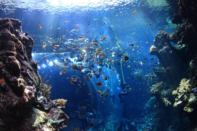 California Academy of Sciences Ticket in San Francisco - The Iconic Living Roof and Golden Gate Park Setting