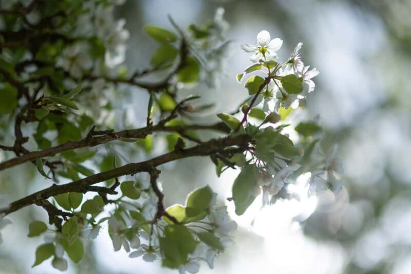 Calvados: the art of making Coquerel Calvados and Normindia Gin - Key Points