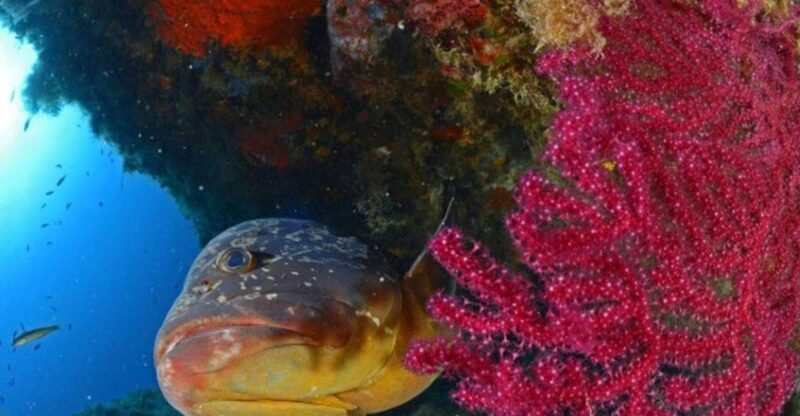 Calvi: PE12 Certificate Diving Lessons with Instructor - Equipment and Certification Included in the Price