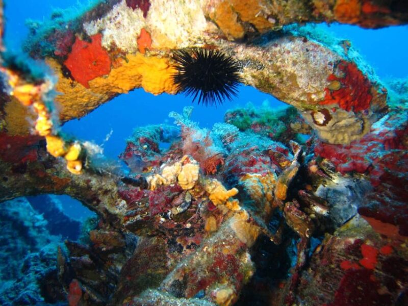 Calvi: PE40 Certificate Diving Lesson with Instructor - Calvi PE40 Certificate Diving Lesson with Instructor: An In-Depth Review