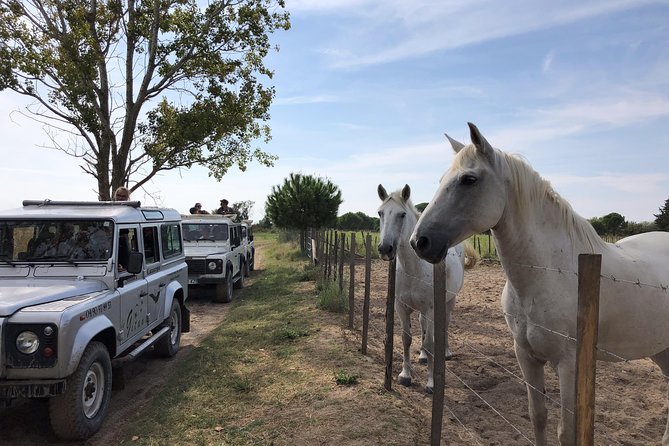 Camargue 4x4 Safari 2 hours Saintes Maries de la Mer - The Guide: Passionate Experts with Local Knowledge