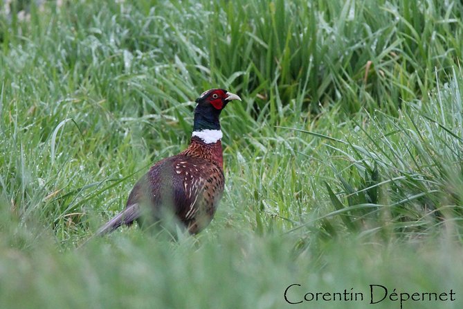 Camargue 4x4 Safari 2 hours Saintes Maries de la Mer - Environmental Responsibility and Conservation