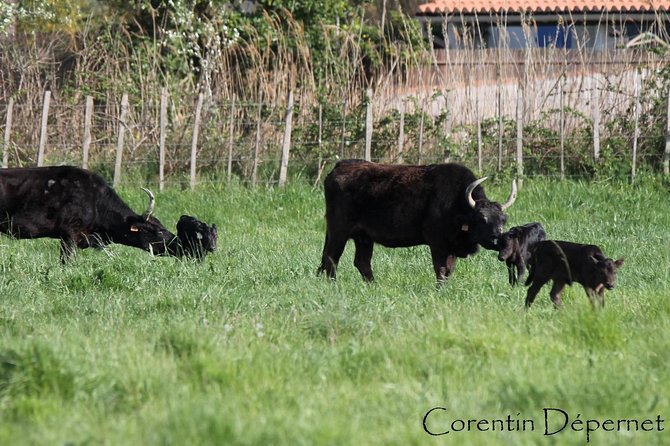 Camargue 4x4 Safari Day - Practical Details: Booking, Cancellation, and Group Size