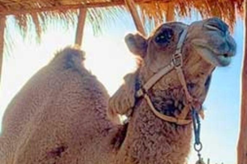 Camel Desert Ride Experience in Cabo - Logistics: Pickup, Transport, and Group Size