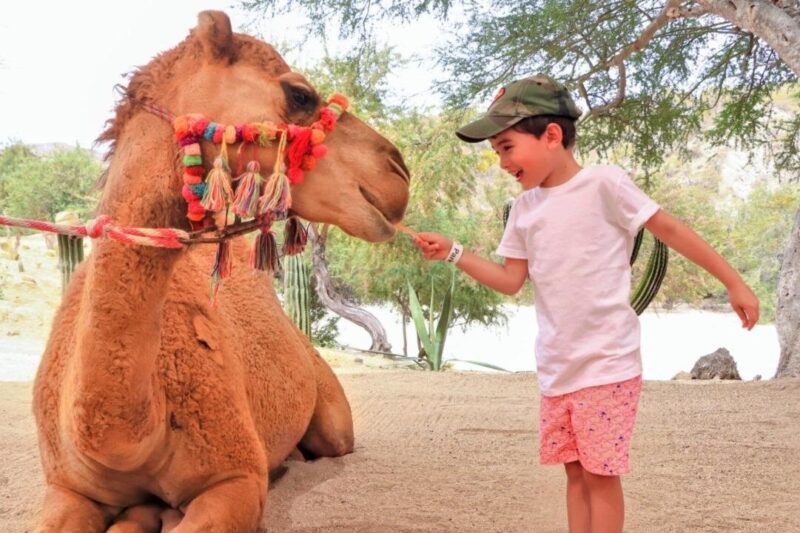 Camel Desert Ride Experience in Cabo - Lunch and Additional Comforts