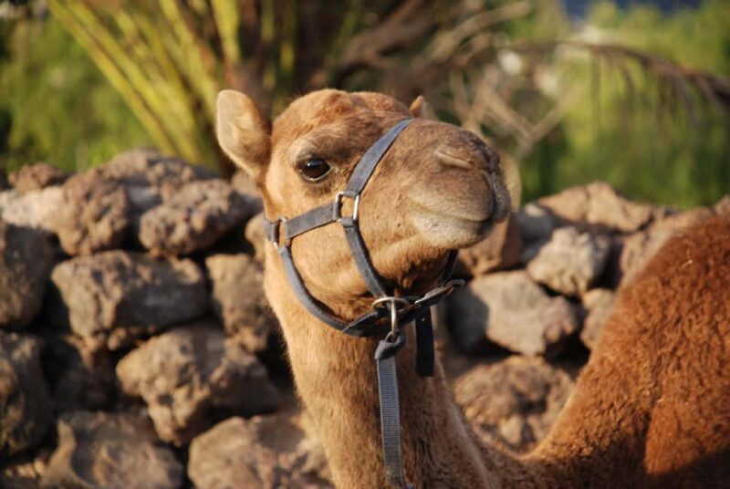 Camel Experience - Key Points