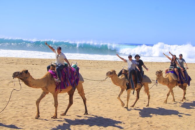 Camel Ride Adventure in Los Cabos Beach Safari & Tequila Tasting - Key Points
