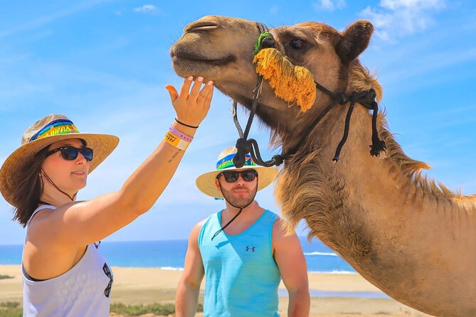 Camel Ride Adventure in Los Cabos Beach Safari & Tequila Tasting - Learning About Tequila with Tasting and Buffet
