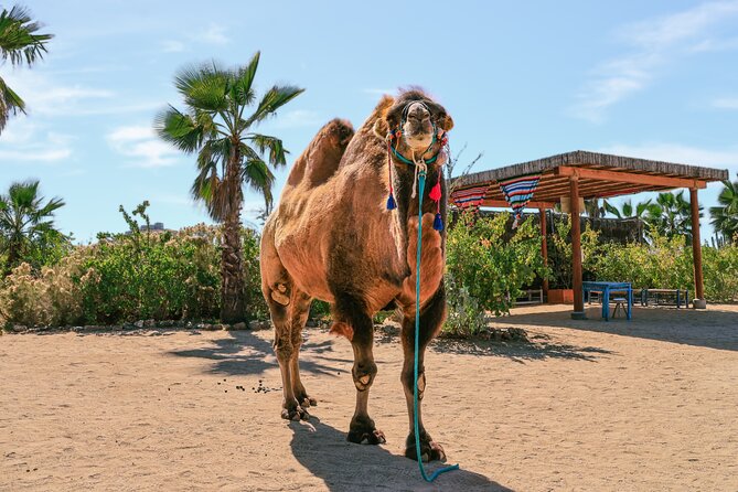 Camel Ride Adventure in Los Cabos Beach Safari & Tequila Tasting - Practical Logistics and Group Size