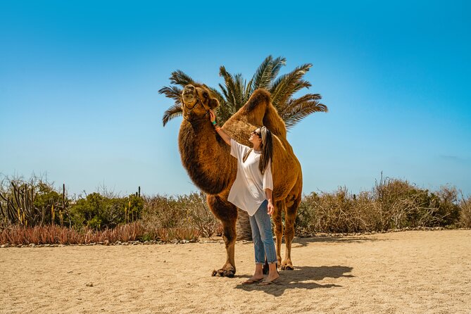 Camel Ride Adventure in Los Cabos Beach Safari & Tequila Tasting - Final Thoughts on the Los Cabos Camel Ride Adventure