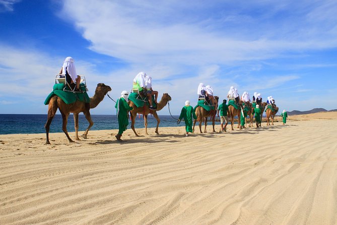 Camel Ride & Encounter at Los Cabos - Exciting Camel Ride and Encounter at Los Cabos for $120