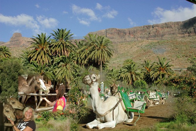 Camel Ride in Fataga with Tapas and drinks - Discover the Camel Ride in Fataga with Tapas and Drinks