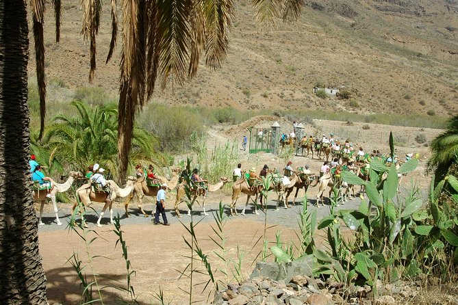 Camel Ride in Fataga with Tapas and drinks - Visiting the Tropical Gardens and Farm Animals