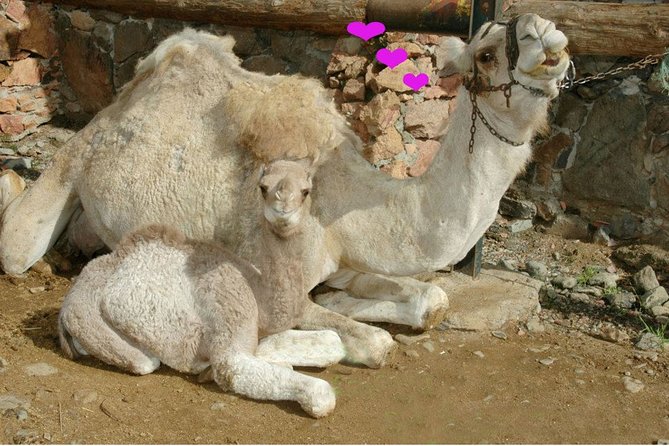 Camel Ride in Fataga with Tapas and drinks - Additional Activities and Attractions within the Park