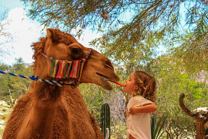 Camel Ride in the Canyon, Thrilling Water Slides and Snacks - Access to Water Park and Additional Activities