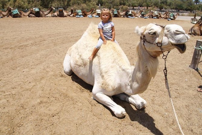 Camel Riding in Maspalomas Dunes - What’s Included and What to Bring
