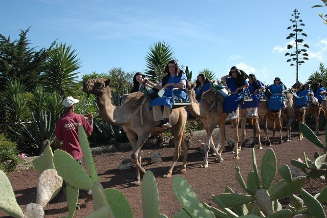 Camel Riding Tour at El Tanque, Tenerife - Starting Point at the Camel Center in El Tanque